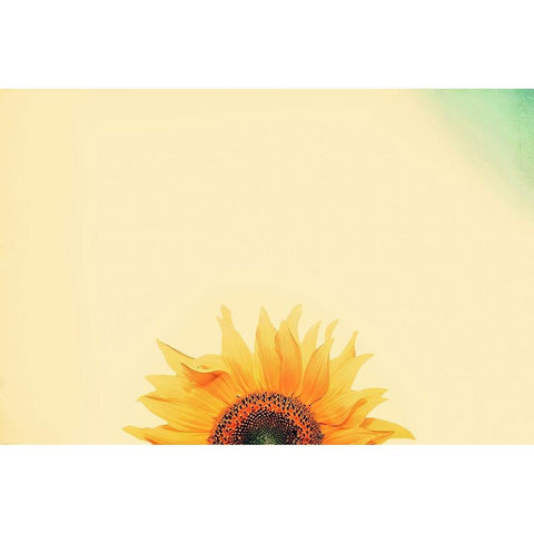 Sunflower Sunrise Black Modern Wood Framed Art Print by Grippo-Pike, Carrie Ann