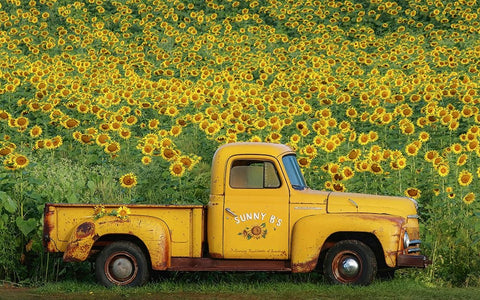 Yellow Vintage Sunflower Truck Black Ornate Wood Framed Art Print with Double Matting by Grippo-Pike, Carrie Ann