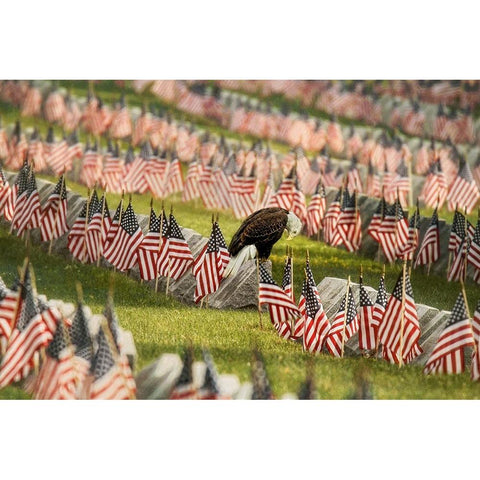 The Final Salute - Blad Eagle White Modern Wood Framed Art Print by Grippo-Pike, Carrie Ann