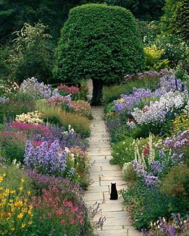 The Garden Cat White Modern Wood Framed Art Print with Double Matting by Gawlowski, Greg