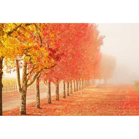 Fall Trees in the Mist Black Modern Wood Framed Art Print with Double Matting by Ganju, Abhi
