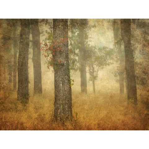 Oak Grove in Fog Black Modern Wood Framed Art Print by Guion, William
