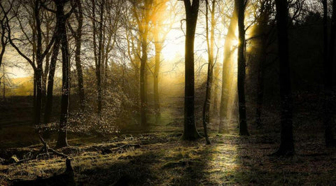 Autumn Lights White Modern Wood Framed Art Print with Double Matting by Goncalves, Adelino