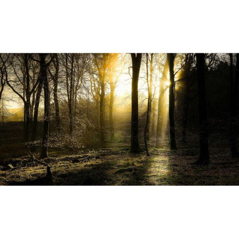 Autumn Lights White Modern Wood Framed Art Print by Goncalves, Adelino