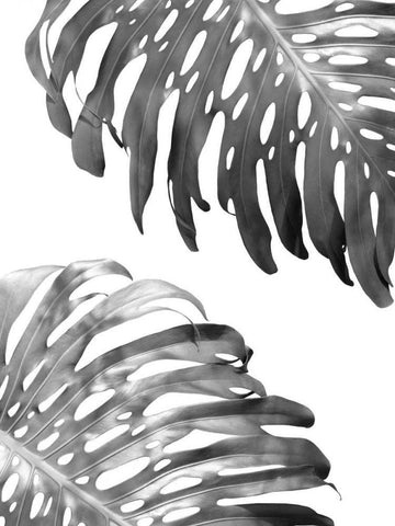 Double Philodendron - BW White Modern Wood Framed Art Print with Double Matting by Greer, Lexie