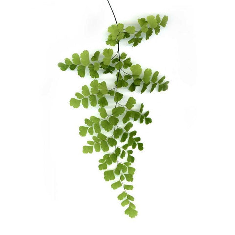 Green Maidenhair Black Modern Wood Framed Art Print with Double Matting by Greer, Lexie