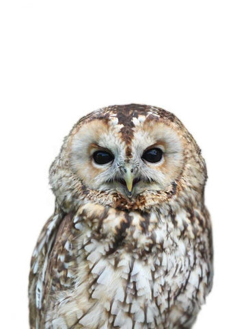 Owl White Modern Wood Framed Art Print with Double Matting by Greer, Lexie