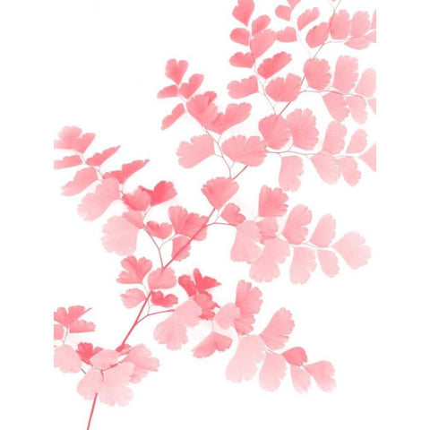 Pink Maidenhair Black Modern Wood Framed Art Print by Greer, Lexie