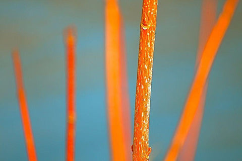 Along the River No. 5 Black Ornate Wood Framed Art Print with Double Matting by Gonzalez, Ulpi