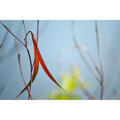 Red and Green by the River Black Modern Wood Framed Art Print with Double Matting by Gonzalez, Ulpi