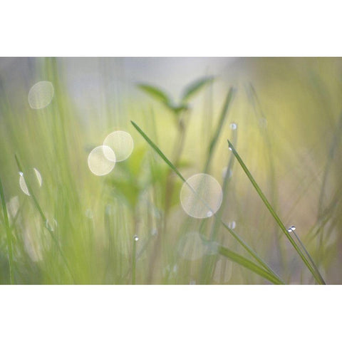 Morning Light No. 1 Black Modern Wood Framed Art Print with Double Matting by Gonzalez, Ulpi