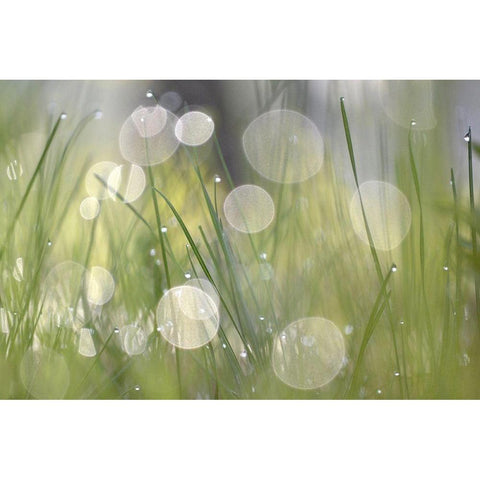 Morning Light No. 4 Black Modern Wood Framed Art Print with Double Matting by Gonzalez, Ulpi