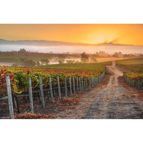 Vineyard Sunrise Gold Ornate Wood Framed Art Print with Double Matting by Gavrilis, John