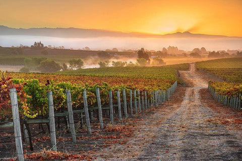 Vineyard Sunrise Black Ornate Wood Framed Art Print with Double Matting by Gavrilis, John
