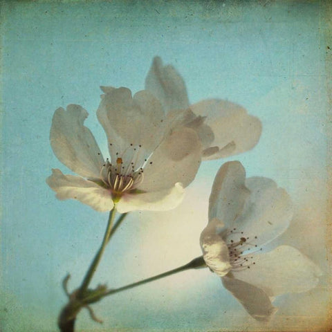 Spring Sings White Modern Wood Framed Art Print by Hanna, Dawn D.