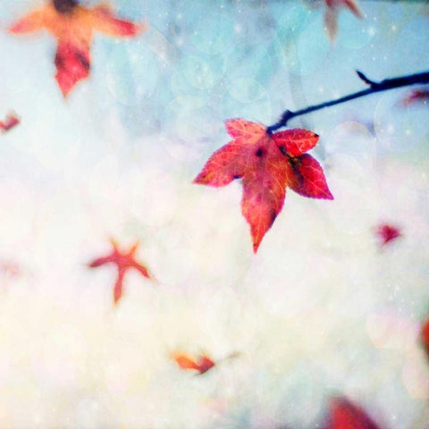 All Fall Down White Modern Wood Framed Art Print by Hanna, Dawn D.