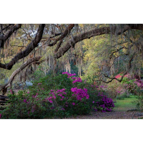 Oaks and Azaleas Gold Ornate Wood Framed Art Print with Double Matting by Herrera, H.J.