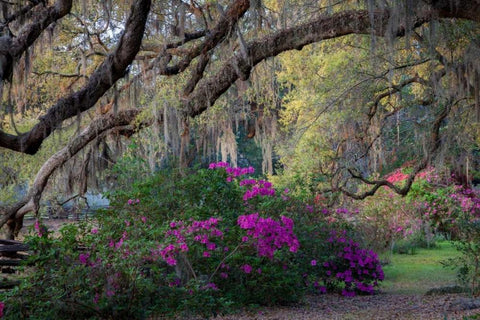 Oaks and Azaleas Black Ornate Wood Framed Art Print with Double Matting by Herrera, H.J.