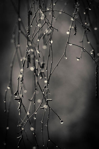 Bare Branches 2017 Black Ornate Wood Framed Art Print with Double Matting by Horsfall, Gary
