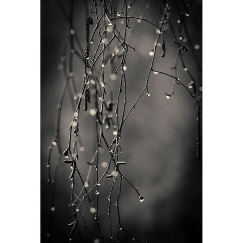 Bare Branches 2017 Black Modern Wood Framed Art Print with Double Matting by Horsfall, Gary