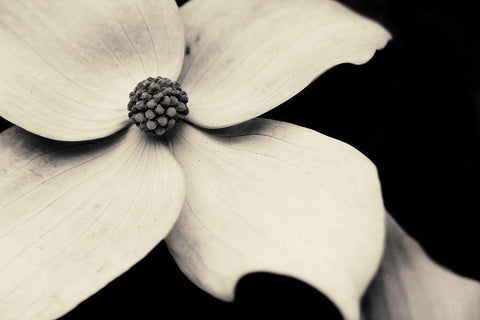 Dogwood Flower White Modern Wood Framed Art Print with Double Matting by Horsfall, Gary