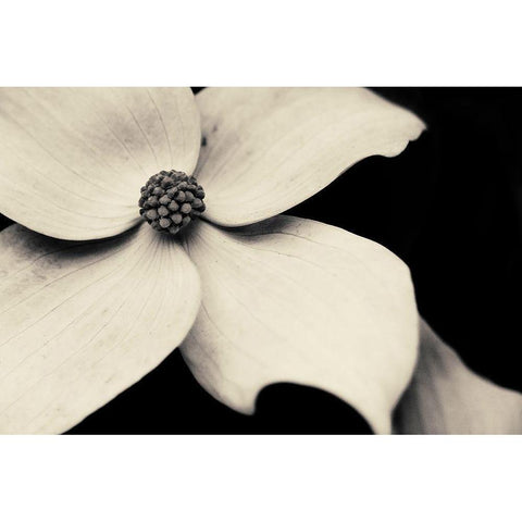 Dogwood Flower Black Modern Wood Framed Art Print by Horsfall, Gary