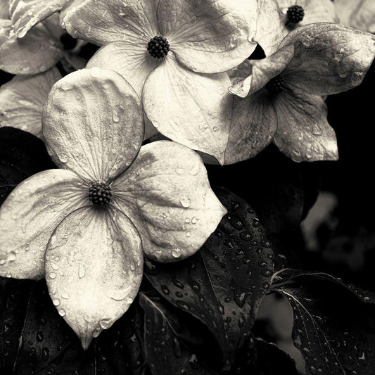 Image Only
