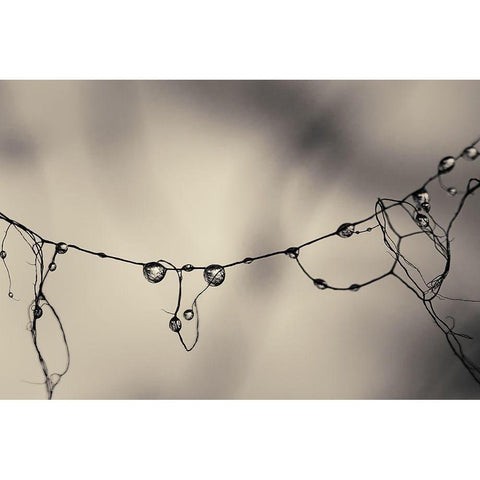 Moss 2017 Gold Ornate Wood Framed Art Print with Double Matting by Horsfall, Gary