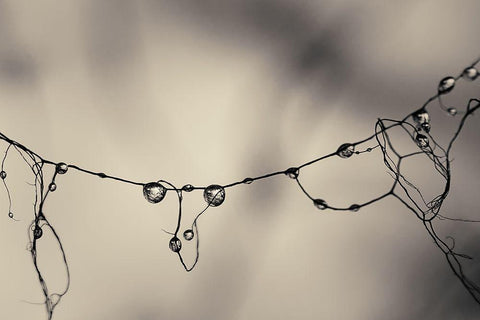 Moss 2017 Black Ornate Wood Framed Art Print with Double Matting by Horsfall, Gary