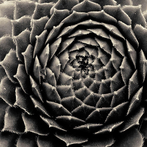 Succulent Black Ornate Wood Framed Art Print with Double Matting by Horsfall, Gary