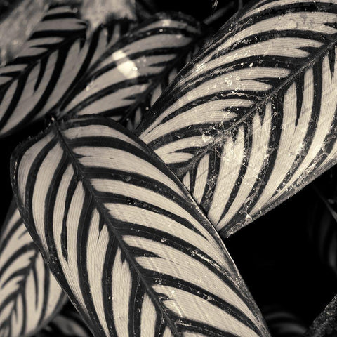 Varigated Leaves No. 2 Black Modern Wood Framed Art Print by Horsfall, Gary