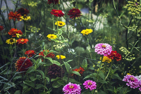 Secret Gardens Black Ornate Wood Framed Art Print with Double Matting by Henriksen, Jennifer