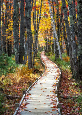 Autumn Boardwalk I Black Modern Wood Framed Art Print by Head, Danny
