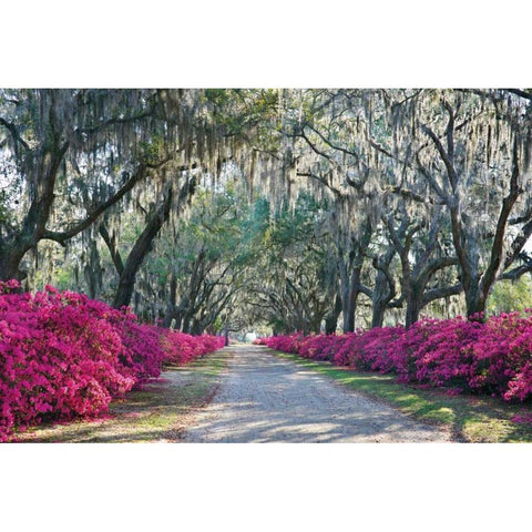 Azaleas Bonaventure Gold Ornate Wood Framed Art Print with Double Matting by Hiers, Winthrope