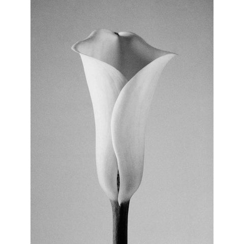 Calla No. 1 Black Modern Wood Framed Art Print by PhotoINC Studio