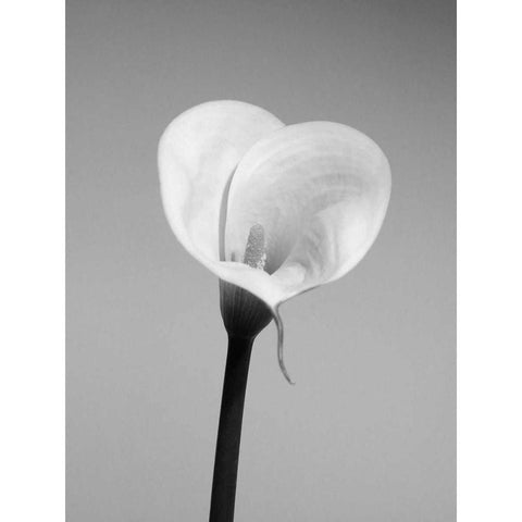 Calla No. 2 Black Modern Wood Framed Art Print by PhotoINC Studio
