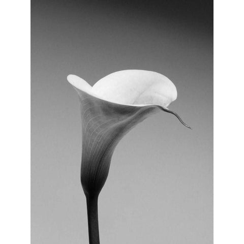 Calla No. 3 Black Modern Wood Framed Art Print by PhotoINC Studio