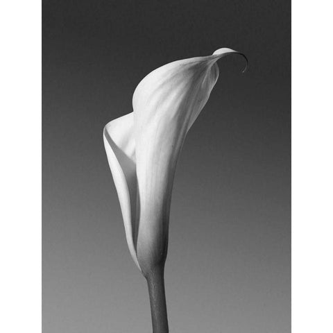 Calla No. 4 Black Modern Wood Framed Art Print by PhotoINC Studio