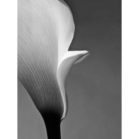 Calla No. 5 Black Modern Wood Framed Art Print by PhotoINC Studio