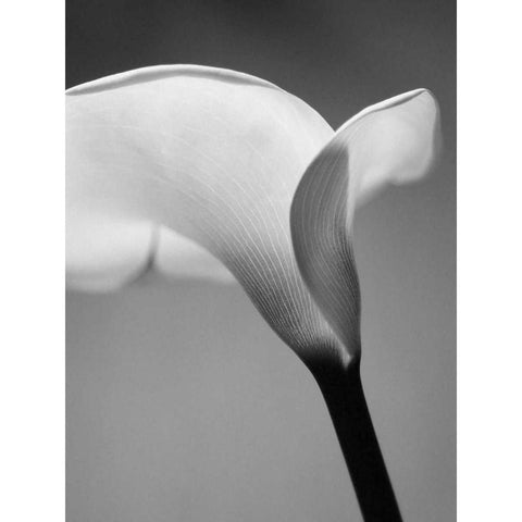 Calla No. 6 Black Modern Wood Framed Art Print by PhotoINC Studio
