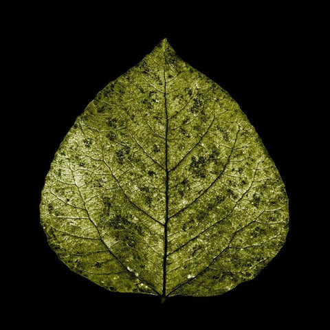 Green Leaf Black Modern Wood Framed Art Print with Double Matting by PhotoINC Studio