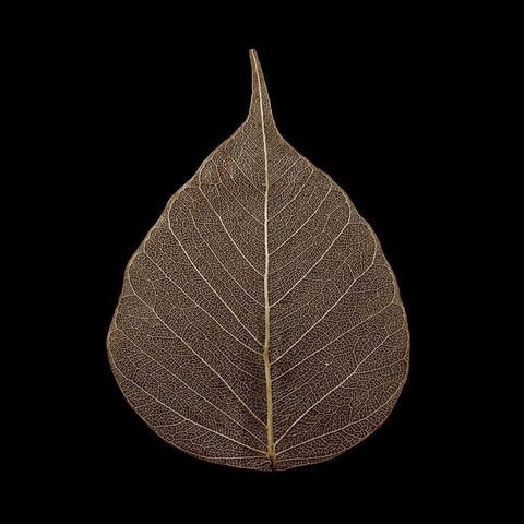 Brown Leaf Black Ornate Wood Framed Art Print with Double Matting by PhotoINC Studio