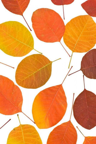 Brown Leaves White Modern Wood Framed Art Print with Double Matting by PhotoINC Studio