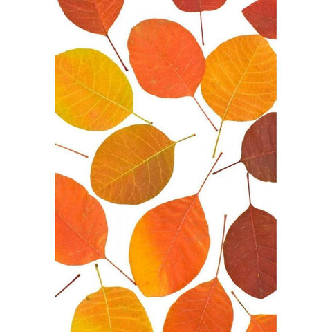 Brown Leaves Black Modern Wood Framed Art Print by PhotoINC Studio