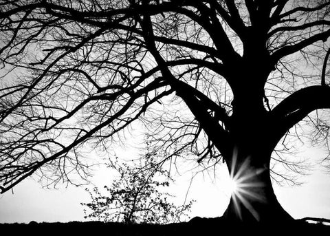 Oak Silhouette White Modern Wood Framed Art Print with Double Matting by PhotoINC Studio