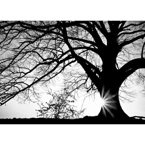 Oak Silhouette White Modern Wood Framed Art Print by PhotoINC Studio