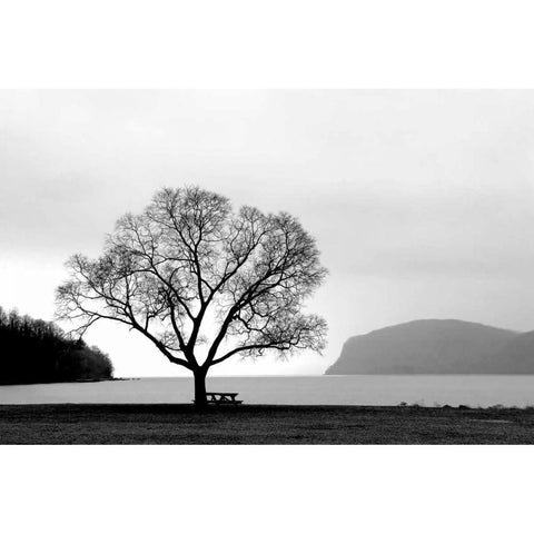 Picnic Tree Black Modern Wood Framed Art Print with Double Matting by PhotoINC Studio