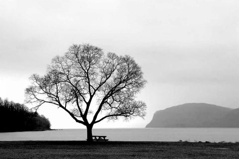 Picnic Tree White Modern Wood Framed Art Print with Double Matting by PhotoINC Studio