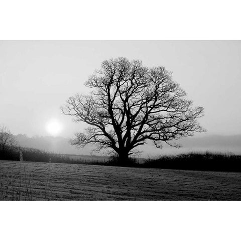 Meadow Tree White Modern Wood Framed Art Print by PhotoINC Studio