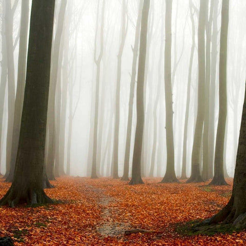 Autumn Forest Floor Black Modern Wood Framed Art Print with Double Matting by PhotoINC Studio
